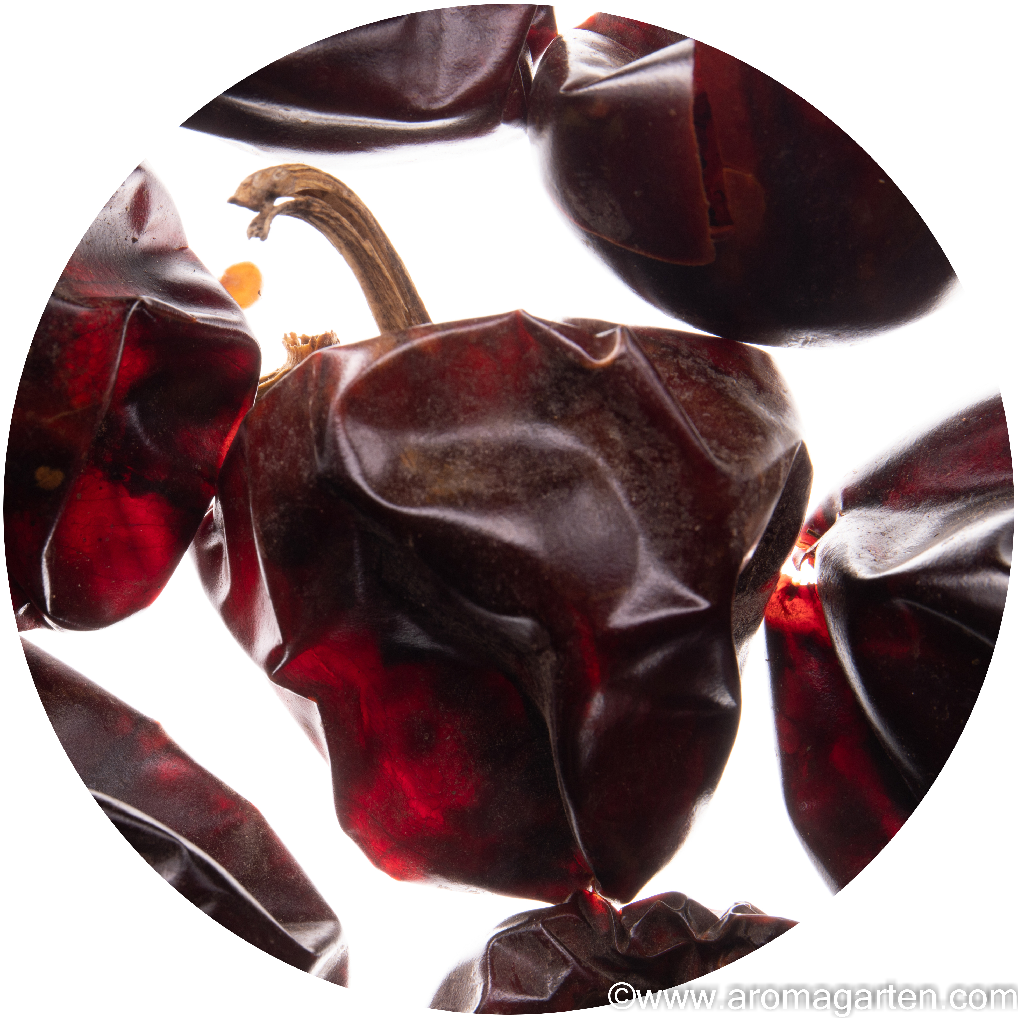 Chili Cascabel kaufen
