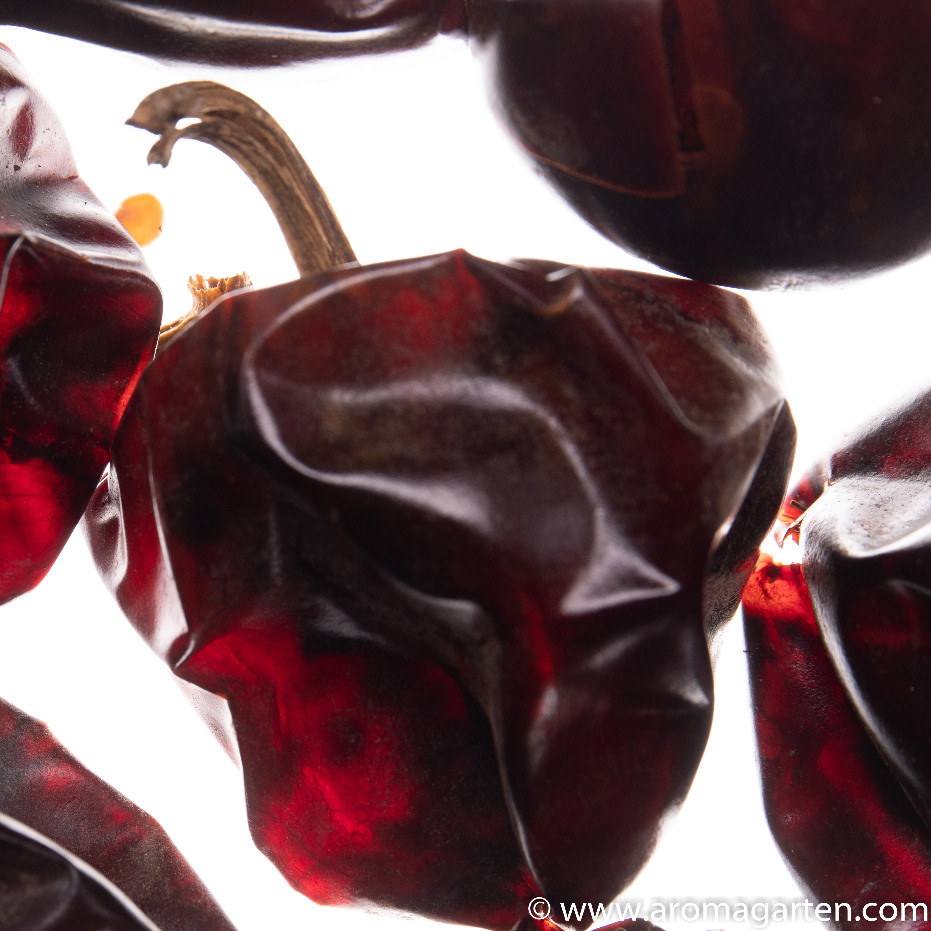 Chili Cascabel